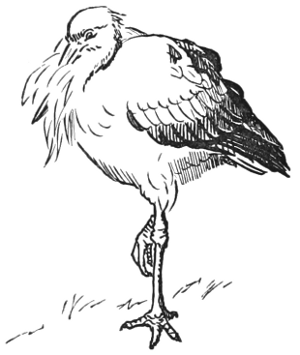 A stork.