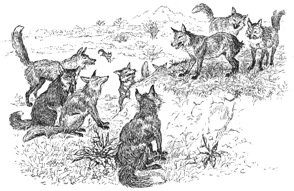 A fox without a tail arguing with other foxes.
