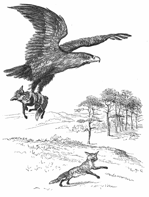 An eagle soaring away with a fox cub while a mother fox watches.