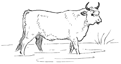 An ox.