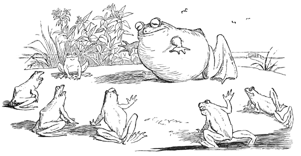 A very inflated frog displays herself to other frogs.