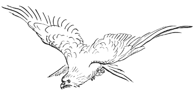 A swooping hawk