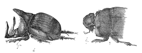 Fig. 16. Copris isidis. (Left-hand figures, males.)