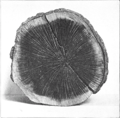 Cross-section of White Oak.