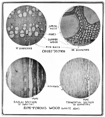 Ring-porous wood