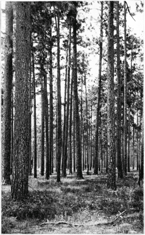 Long-leaf Pine Forest. Oscilla, Georgia.