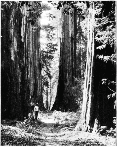 Redwood Forest. Santa Cruz Co., Calif.
