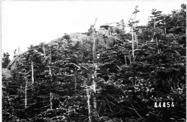 Scrub Growth on Mountain Top. Mt. Webster, New Hampshire.