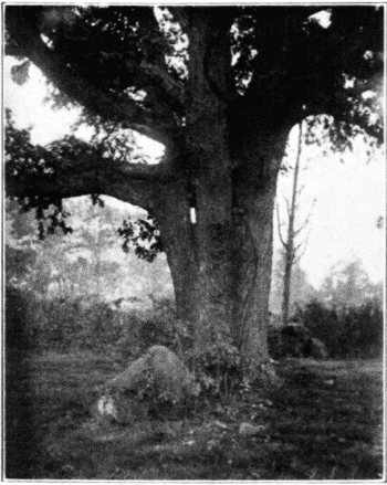 Short-bodied White Oak of the Open. Fort Lee, N. J.