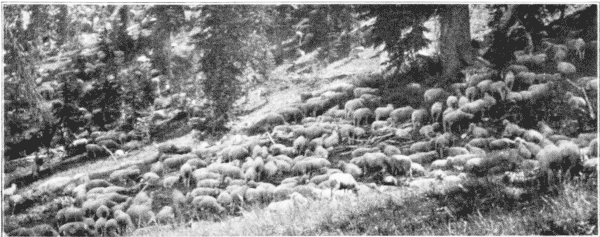 Sheep Grazing in Forest, Idaho.