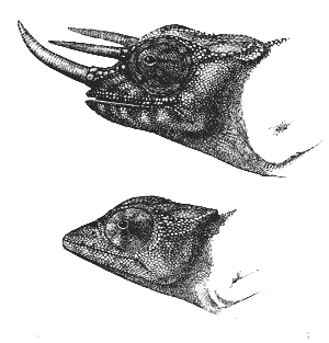 Fig. 36. Chamæleon Owenii. Upper figure, male;
lower figure, female.