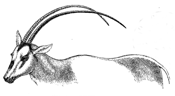 Fig. 61. Oryx leucoryx, male (from the Knowsley Menagerie).