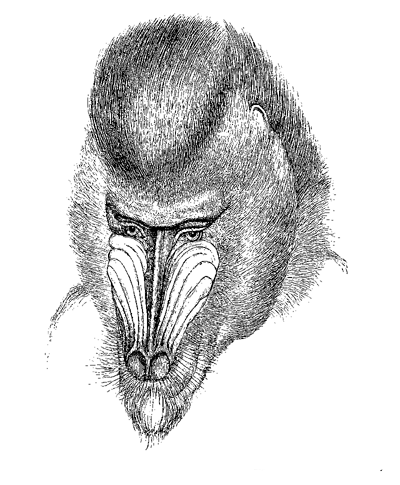 Fig. 67. Head of male Mandrill (from Gervais, ‘Hist. Nat des Mammifères’).