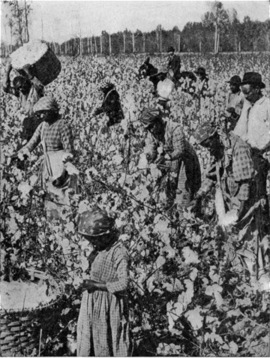 Picking Cotton on a Georgia Plantation.