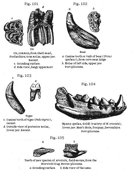 Figs. 101 to 105:
Teeth of extinct mammalia.