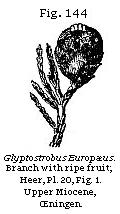 Fig. 144: Glyptostrobus Europæus.