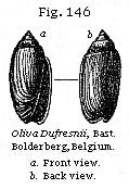 Fig. 146: Olica Dufresnii.