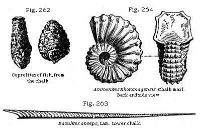Fig. 262: Coprolites of fish, from the chalk. Fig. 263: Baculites anceps.
Lower chalk. Fig. 264: Ammonites Rhotomagensis. Chalk marl.