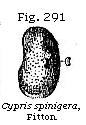 Fig. 291: Cypris spinigera.