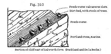 Fig. 310: Section of cliff east of Lulworth Cove.