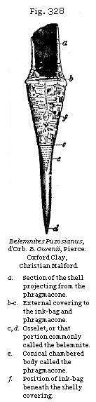 Fig. 328: Belemnites Puzosianus.