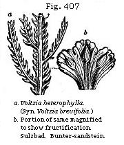 Fig. 407: Voltzia heterophylla.