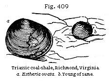 Fig. 409: Triassic coal-shale, Richmond, Virginia.