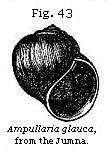 Fig. 43:
Ampullaria glauca.