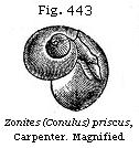 Fig. 443: Zonites (Conulus) priseus.