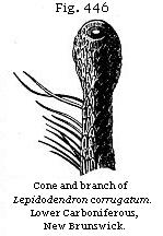 Fig. 446: Cone and branch of Lepidodendron corrugatum.