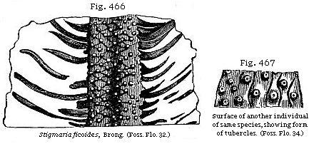 Fig. 466: Stigmaria ficoides. Fig. 467: Surface of another individual of same
species, showing form of tubercles.