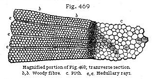Fig. 469: Magnified portion of Fig. 468; transverse section.