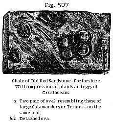 Fig. 507: Shale of Old Red Sandstone. Forfarshire. With impression of plants
and eggs of Crustaceans.