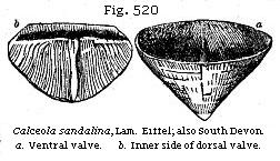 Fig. 520: Calceola sandalina.