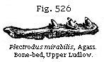 Fig. 526: Plectrodus mirabilis.