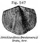 Fig. 547: Stricklandinia (Pentamerus) lirata.