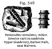 Fig. 548: Tentaculites annulatus.