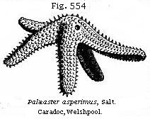 Fig. 554: Palæaster asperimus.