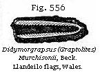 Fig. 556: Didymograpsus (Graptolites) Murchisonii.