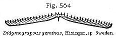 Fig. 564: Didymograpsus geminus.