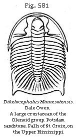 Fig. 581: Dikelocephalus Minnesotensis.