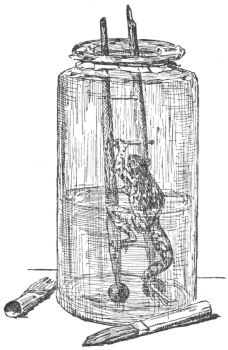 The frog in a tall jar with water and a ladder