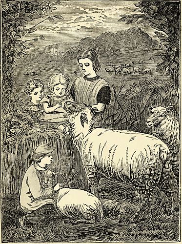 Sheep and Lambs.