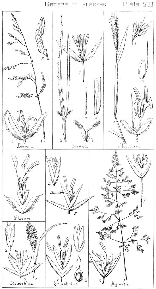 [Illustration: Genera of Grasses. Plate VII]