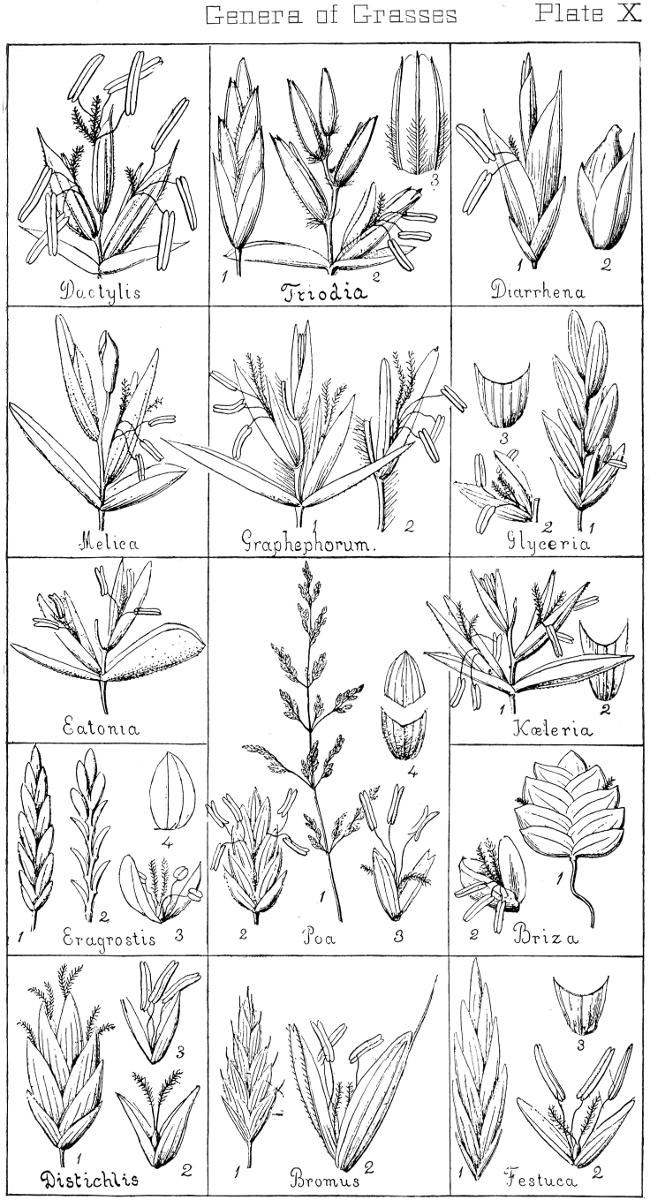 [Illustration: Genera of Grasses. Plate X]