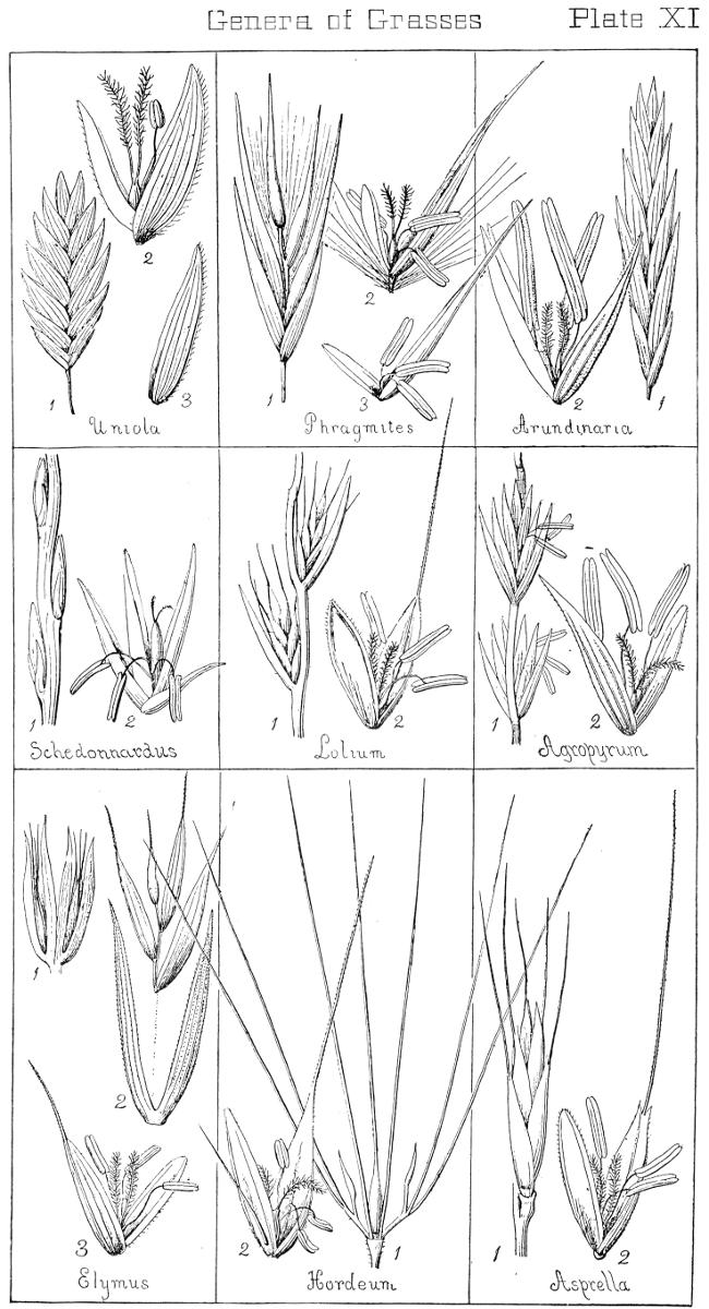 [Illustration: Genera of Grasses. Plate XI]