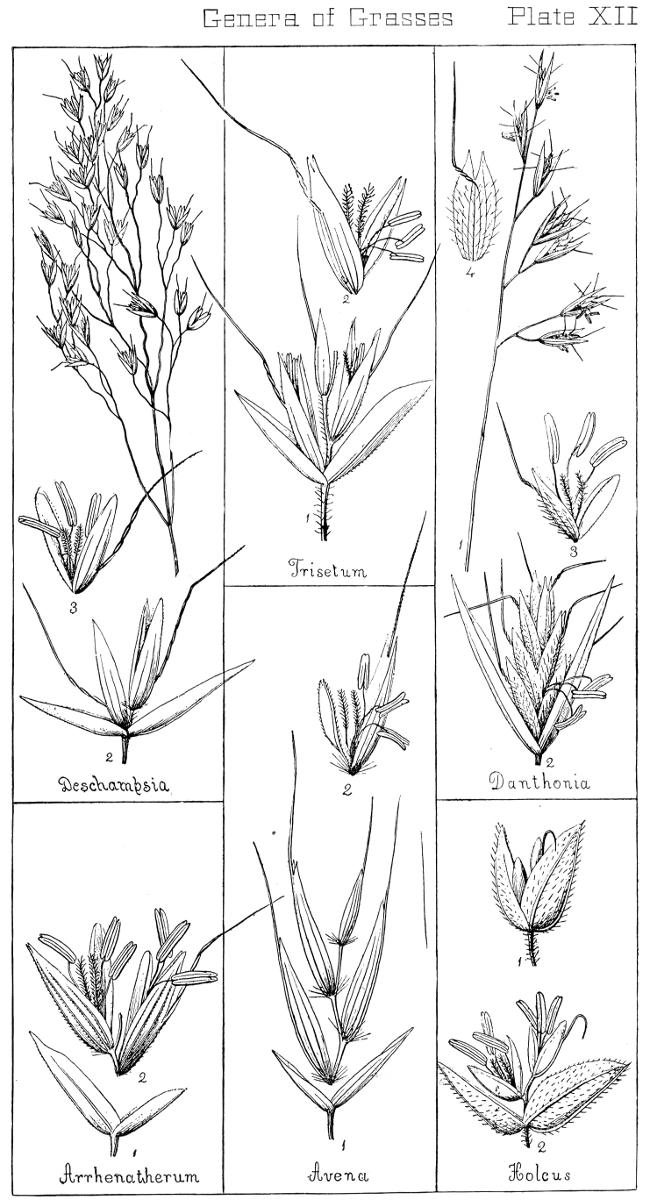 [Illustration: Genera of Grasses. Plate XII]