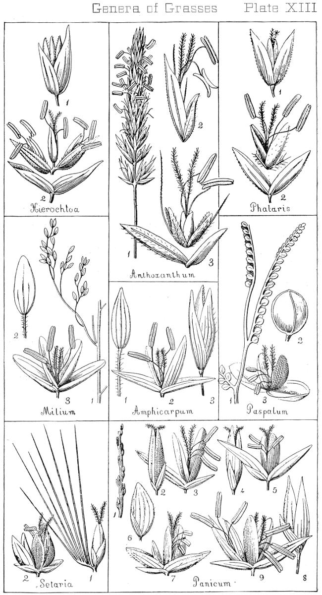 [Illustration: Genera of Grasses. Plate XIII]