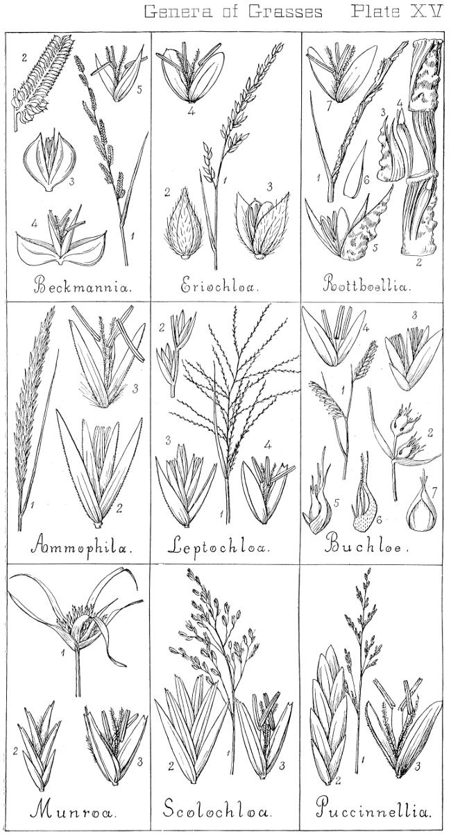 [Illustration: Genera of Grasses. Plate XV]