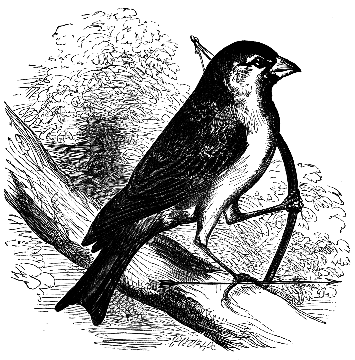 sparrow with bow 